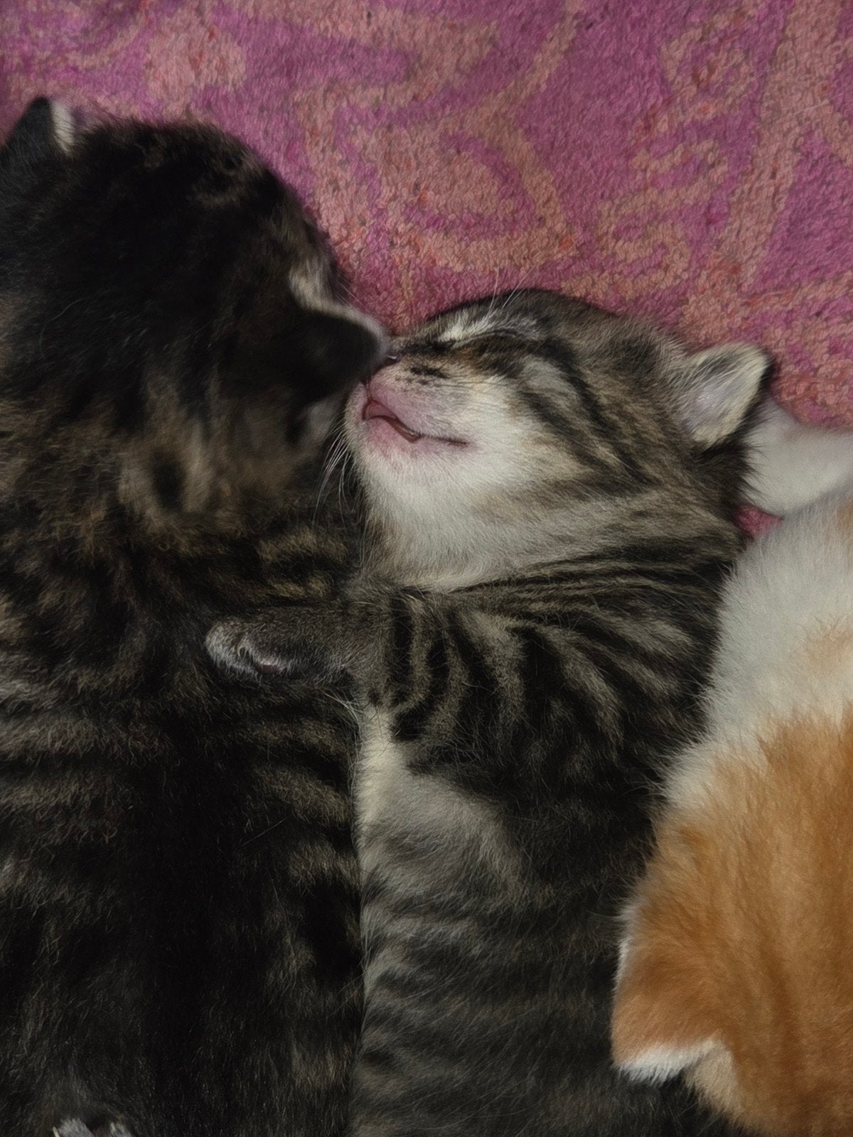 Foto 4 van prachtig nestje geboren