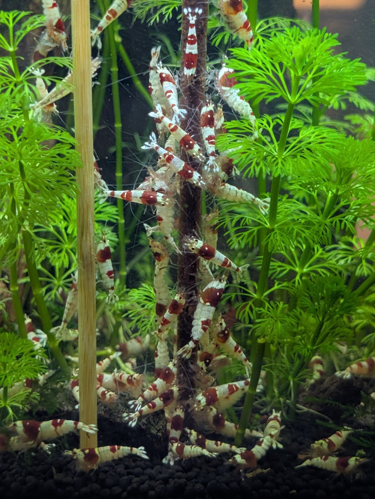 Crystal Red (Caridina) garnalen, Dieren en Toebehoren, Kreeft, Krab of Garnaal, Zoetwatervis
