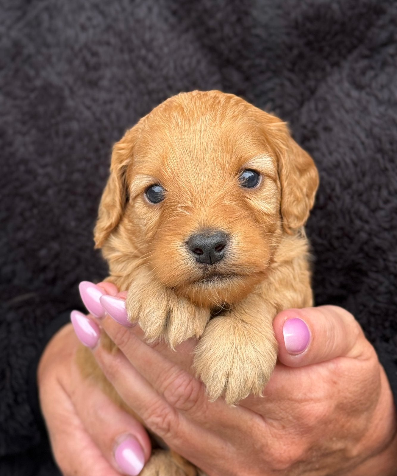 Prachtige cockapoo pups., Dieren en Toebehoren, Eén hond, Nederland, Fokker | Hobbymatig, Reu