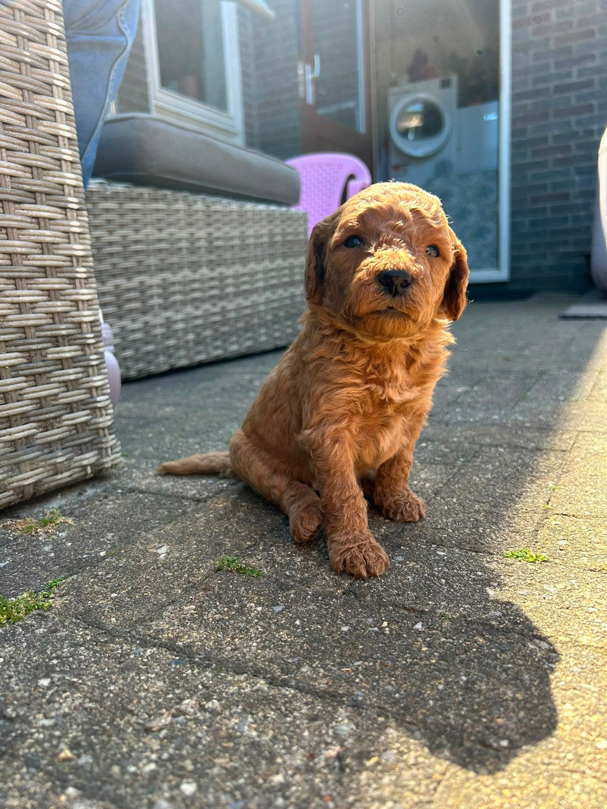 medium australian labradoodle pups, Dieren en Toebehoren, 8 tot 15 weken, Meerdere, Meerdere dieren, Middel