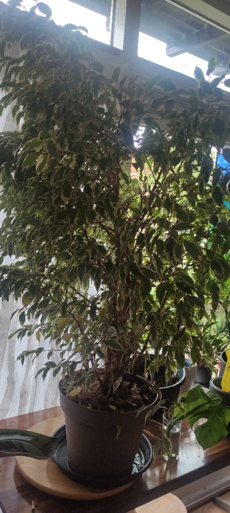 Ficus Benjamina kamerplant, Huis en Inrichting, Ophalen, Ficus, 100 tot 150 cm, Halfschaduw