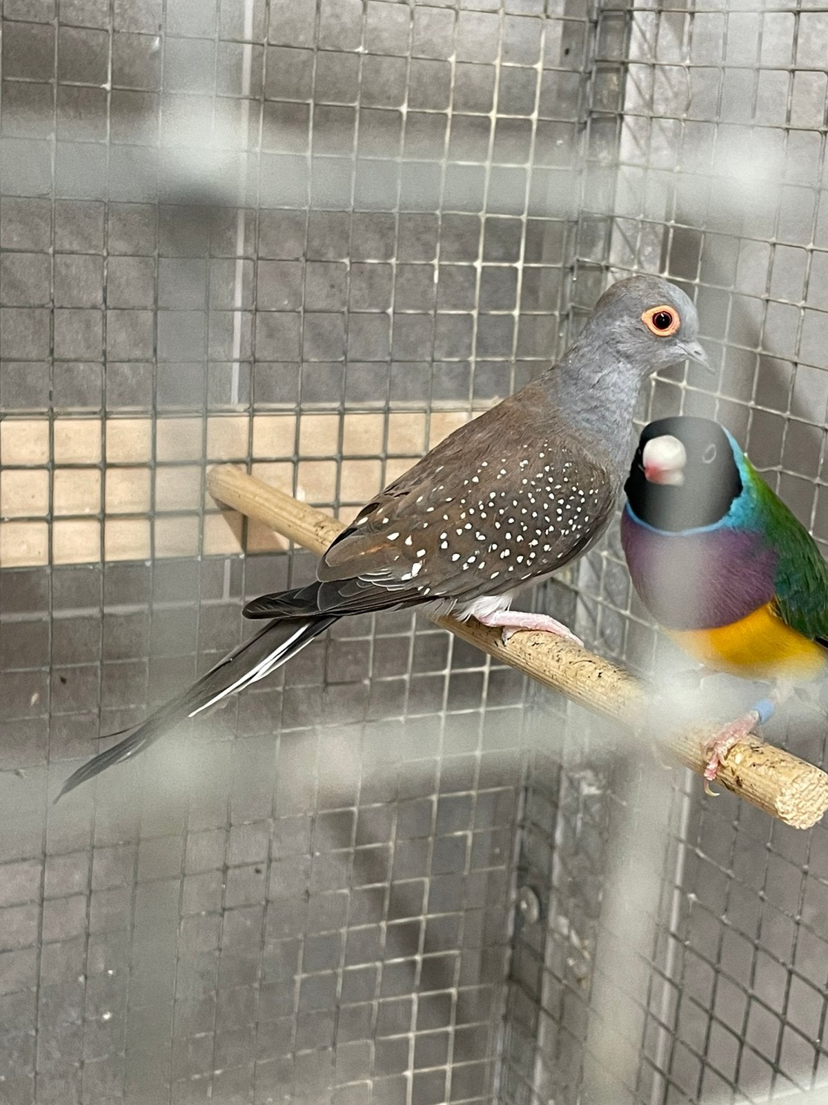 Diamant duifjes te koop