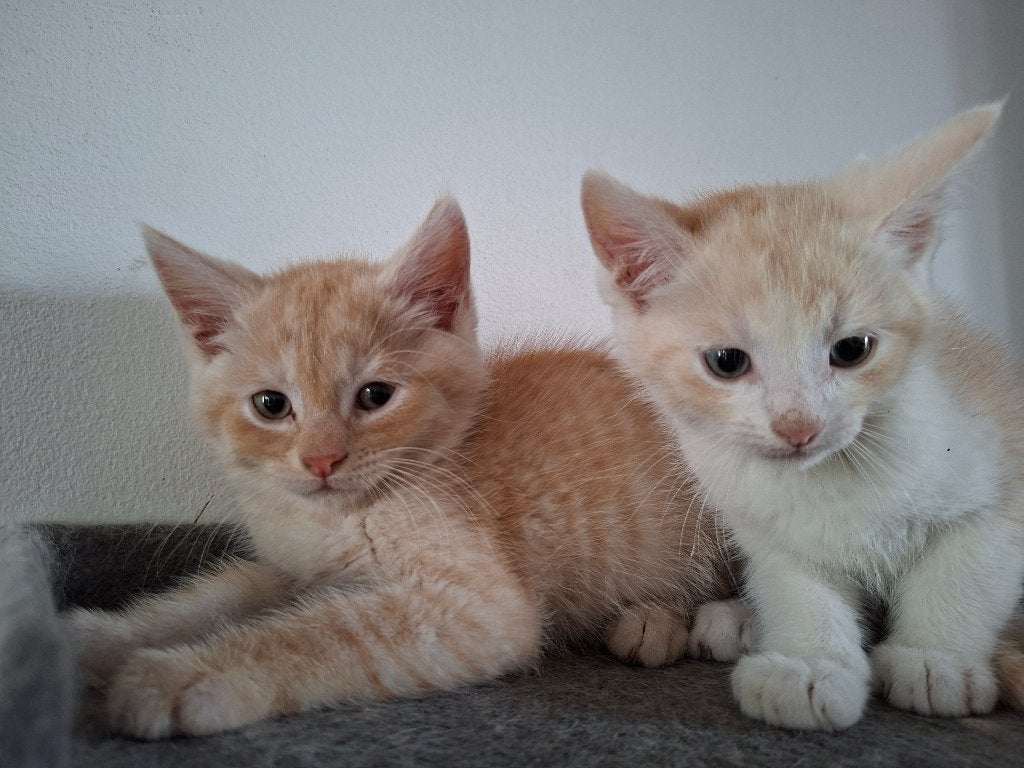 Lieve kittens te koop ! 100 €, Kater, Kortharig, 0 tot 2 jaar