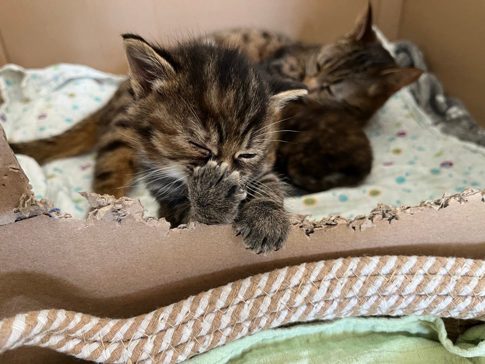 Mooie cyperse kitten, moeder is half ragdoll, Dieren en Toebehoren, Katten en Kittens | Overige Katten, Poes, 0 tot 2 jaar