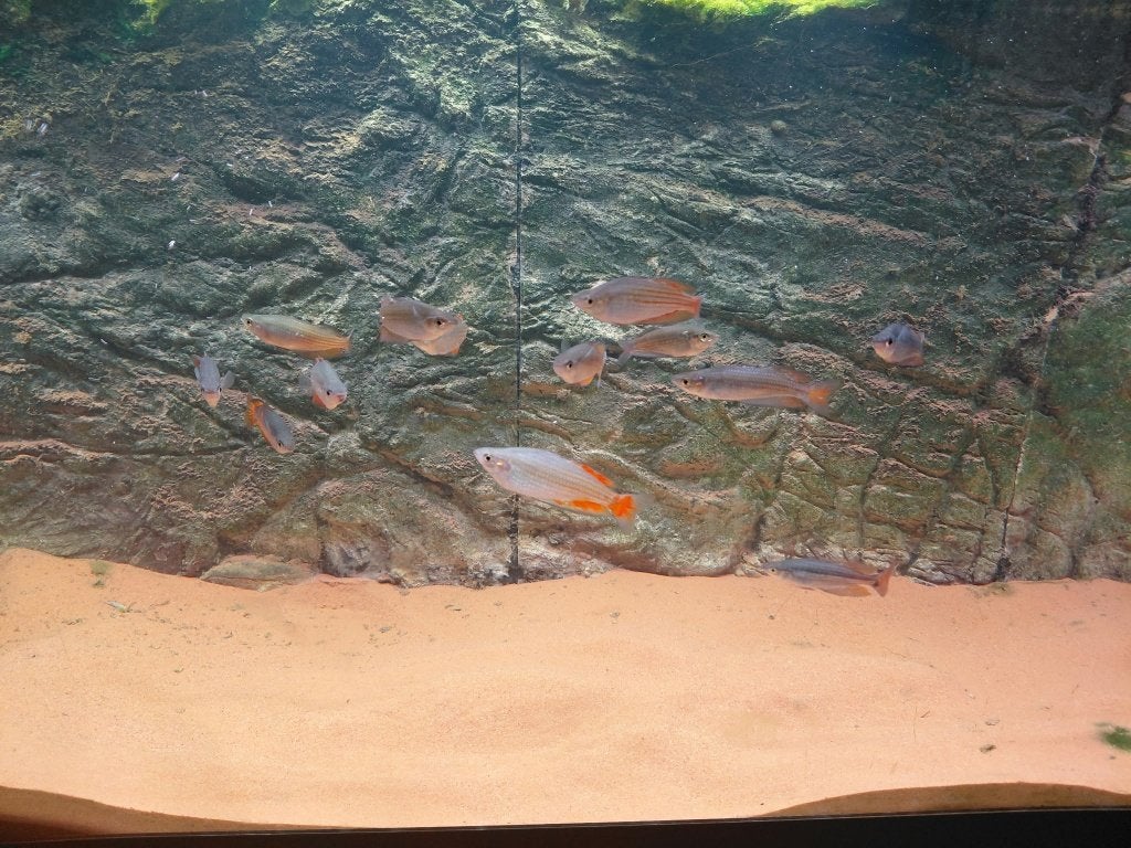 Melanotaenia parkinsoni, Dieren en Toebehoren, Vis, Zoetwatervis