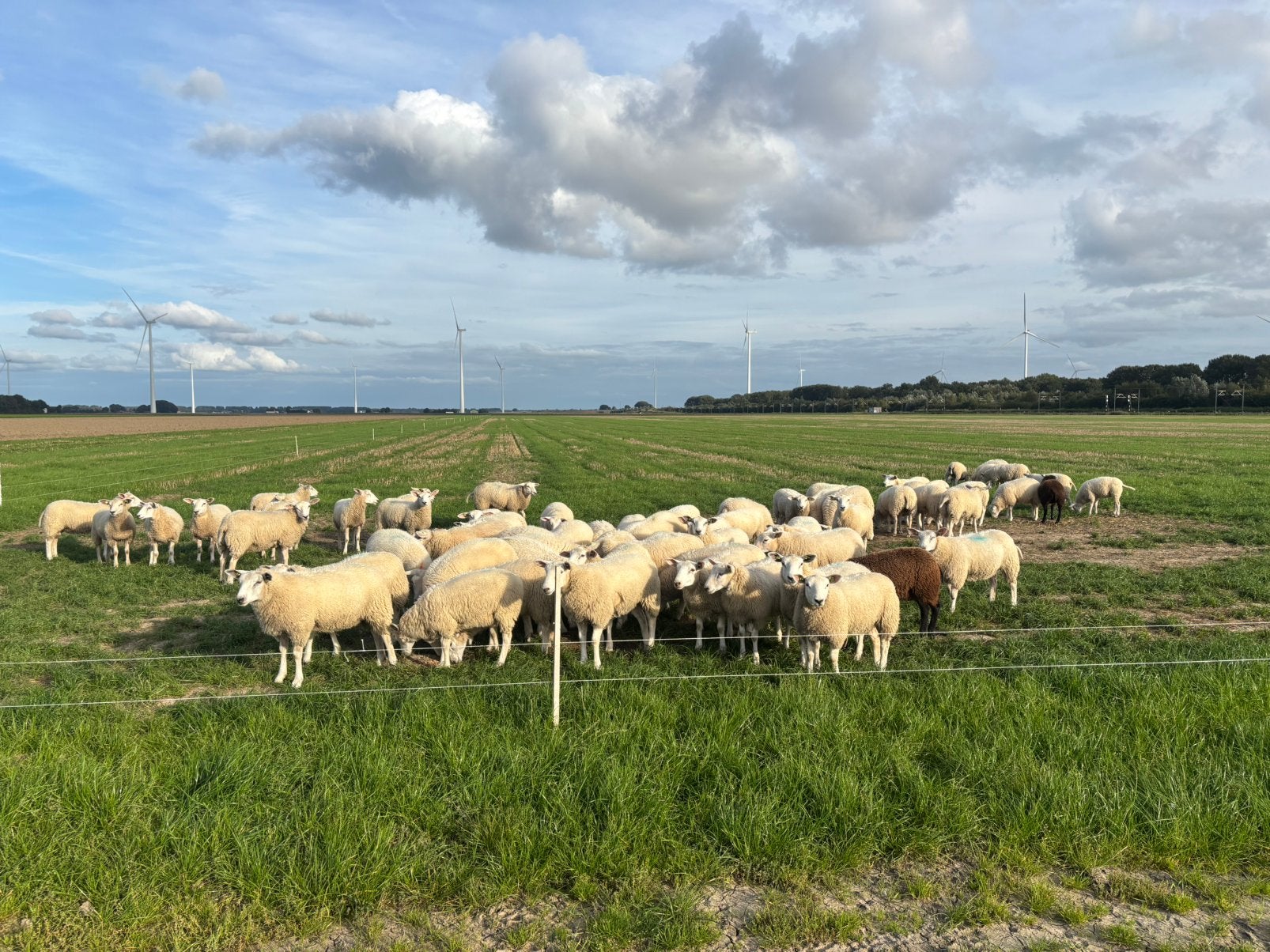 Stamboek Swifter ooilammeren 75 stuks, Vrouwelijk, Schaap