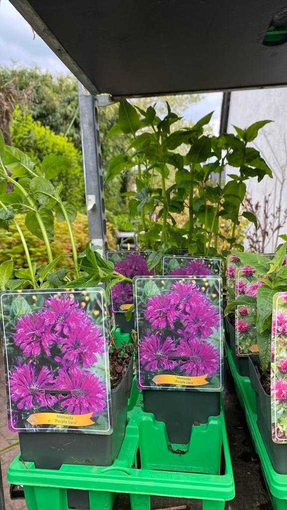 Monarda: Diverse Soorten voor een Kleurrijke Tuin, Ophalen, Volle zon, Vaste plant, Kruiden