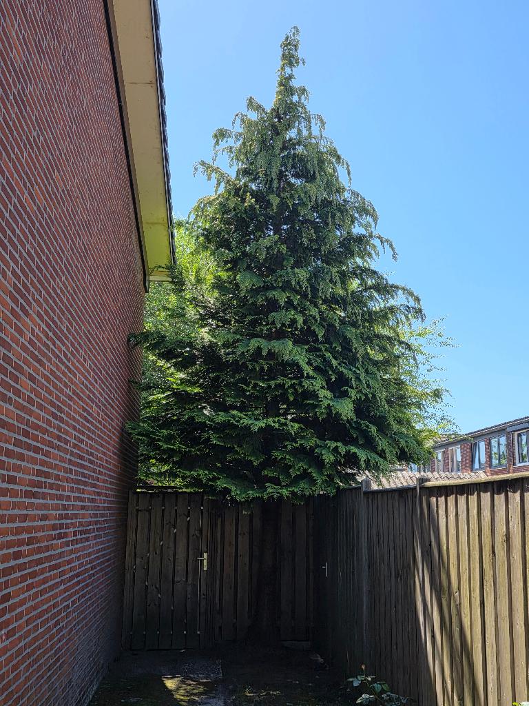 Spar, Bloeit niet, Overige soorten, 400 cm of meer, Ophalen