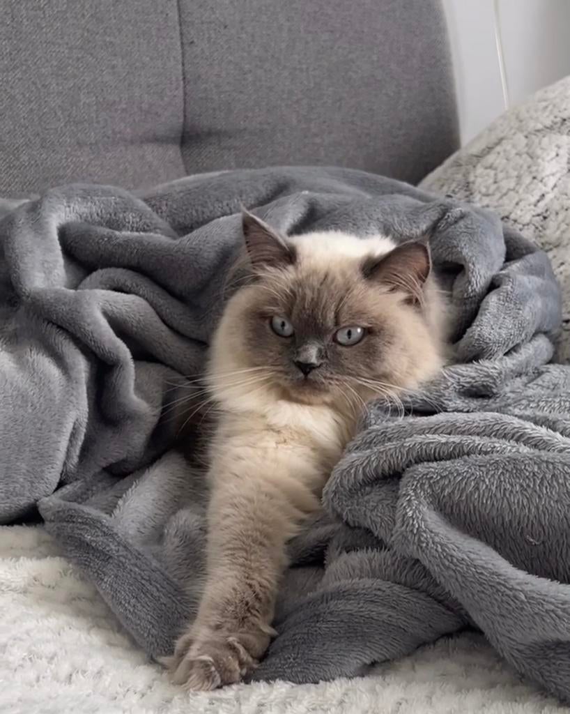 Britse langhaar poes, Poes, Ontwormd, 3 tot 5 jaar