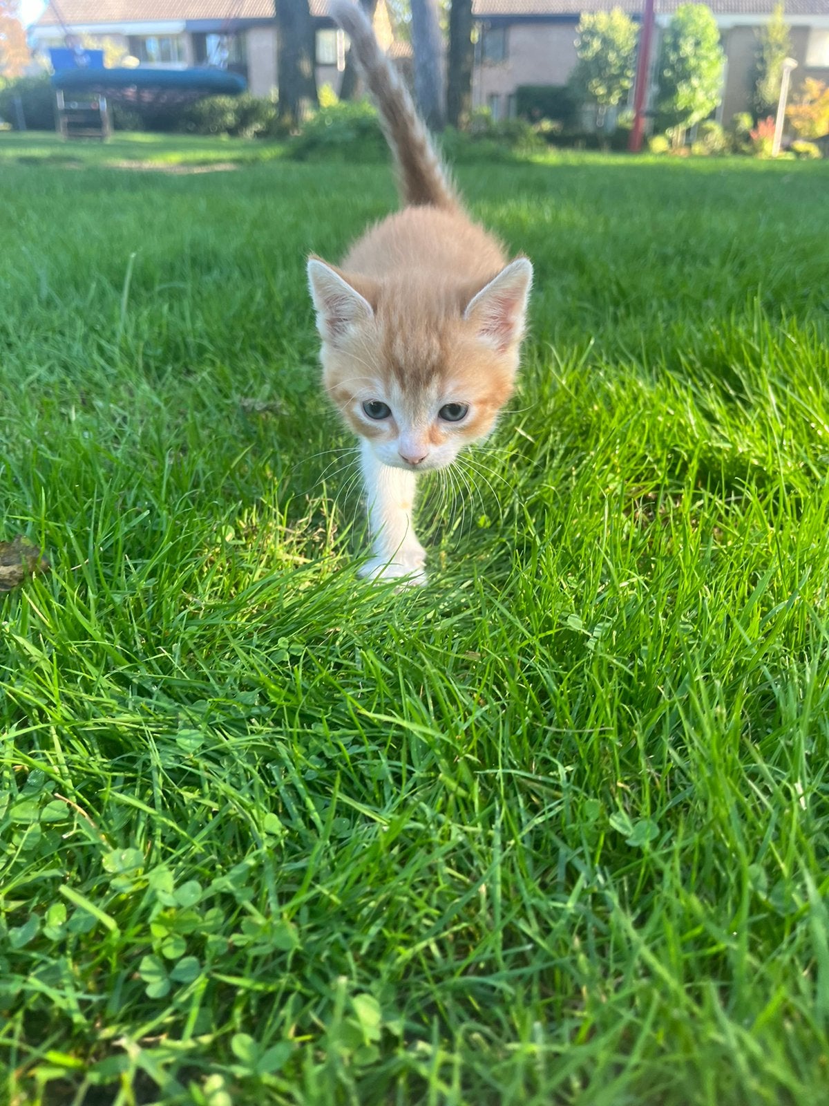 Kittens, Dieren en Toebehoren, Meerdere dieren, Ontwormd, 0 tot 2 jaar