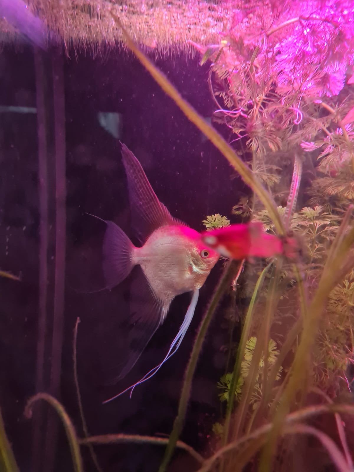Maanvissen, Dieren en Toebehoren, Vis, Zoetwatervis