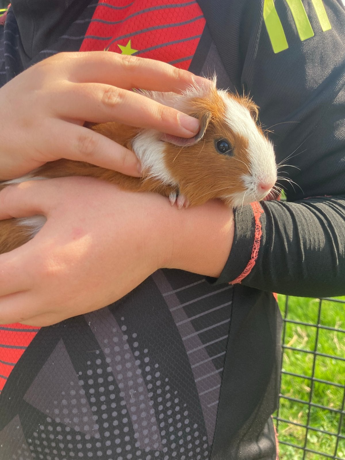 Prachtige jonge cavia’s, Dieren en Toebehoren, Cavia, Augustus, Meerdere dieren, Tam