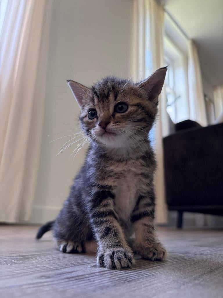 Kittens, Dieren en Toebehoren, Katten en Kittens | Overige Katten, Meerdere dieren
