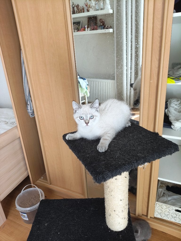 Britse Korthaar Kittens, Poes, Ontwormd, 0 tot 2 jaar