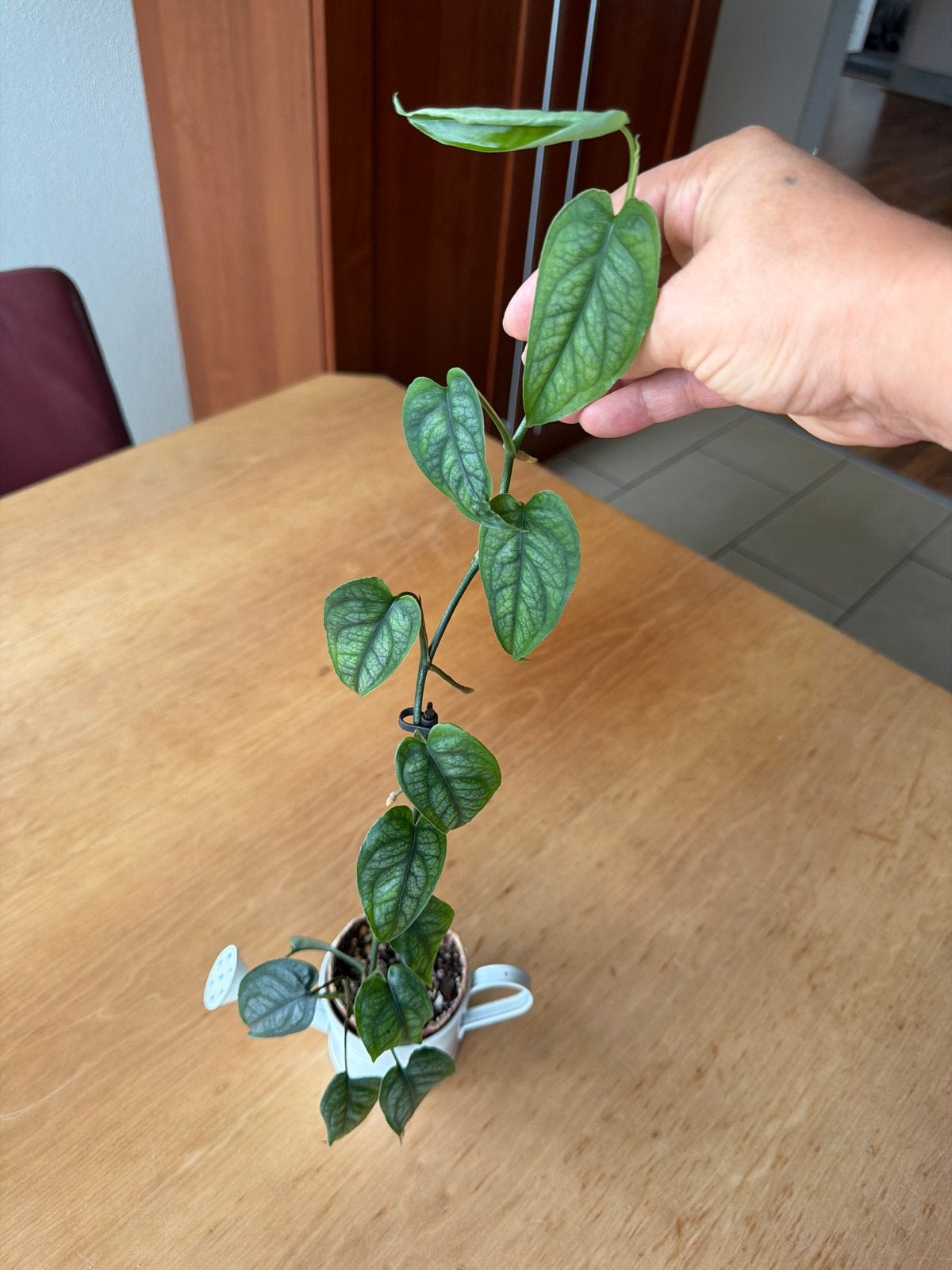 Monstera Siltepecana, Ophalen of Verzenden