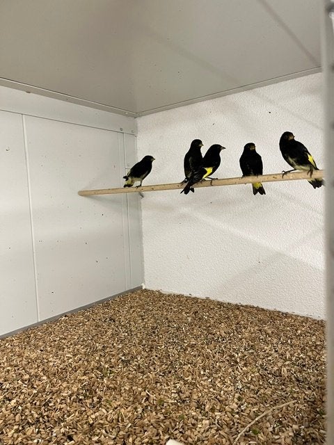 Zwarte Sijzen, Meerdere dieren, Tropenvogel, Geringd