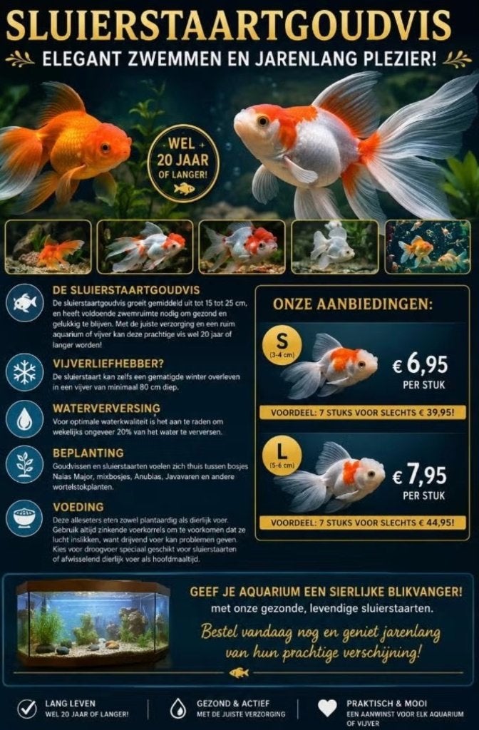Prachtige Sluierstaart import vissen S en L, Dieren en Toebehoren, Vis, Zoetwatervis, Schoolvis