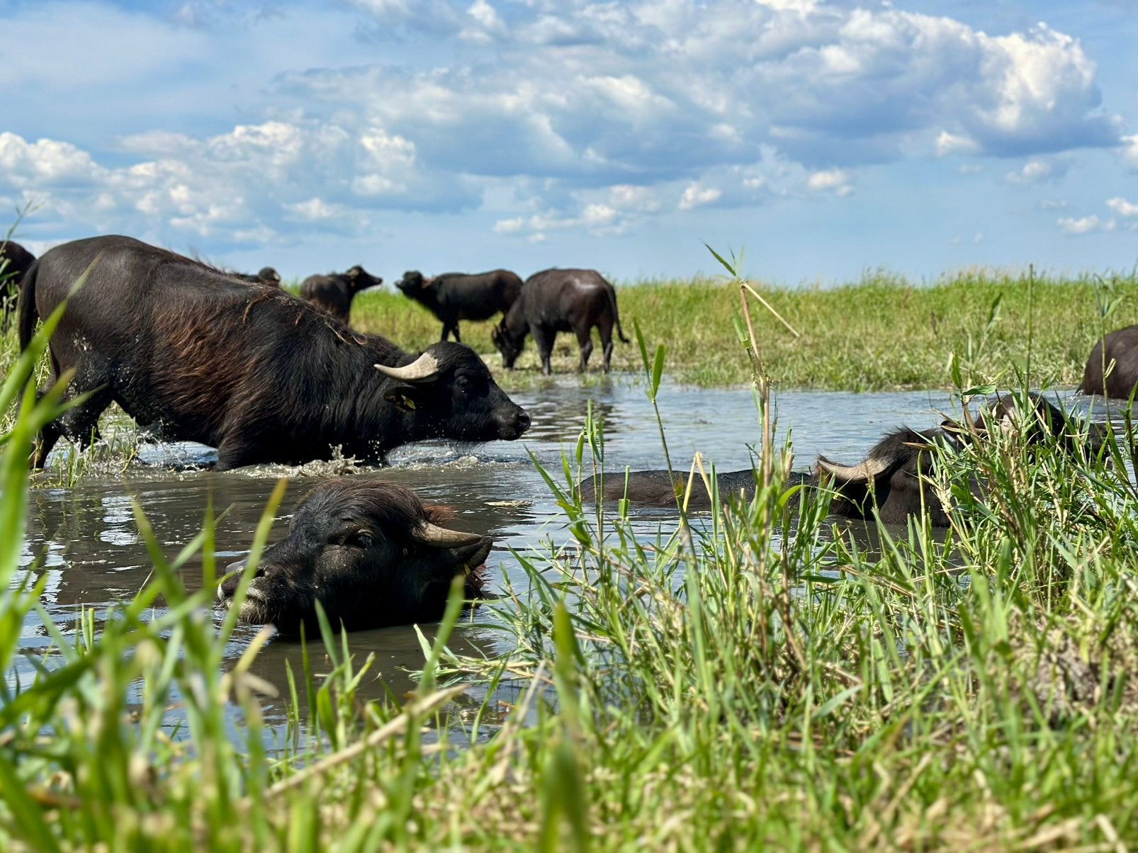 waterbuffel vlees, Diversen, Ophalen