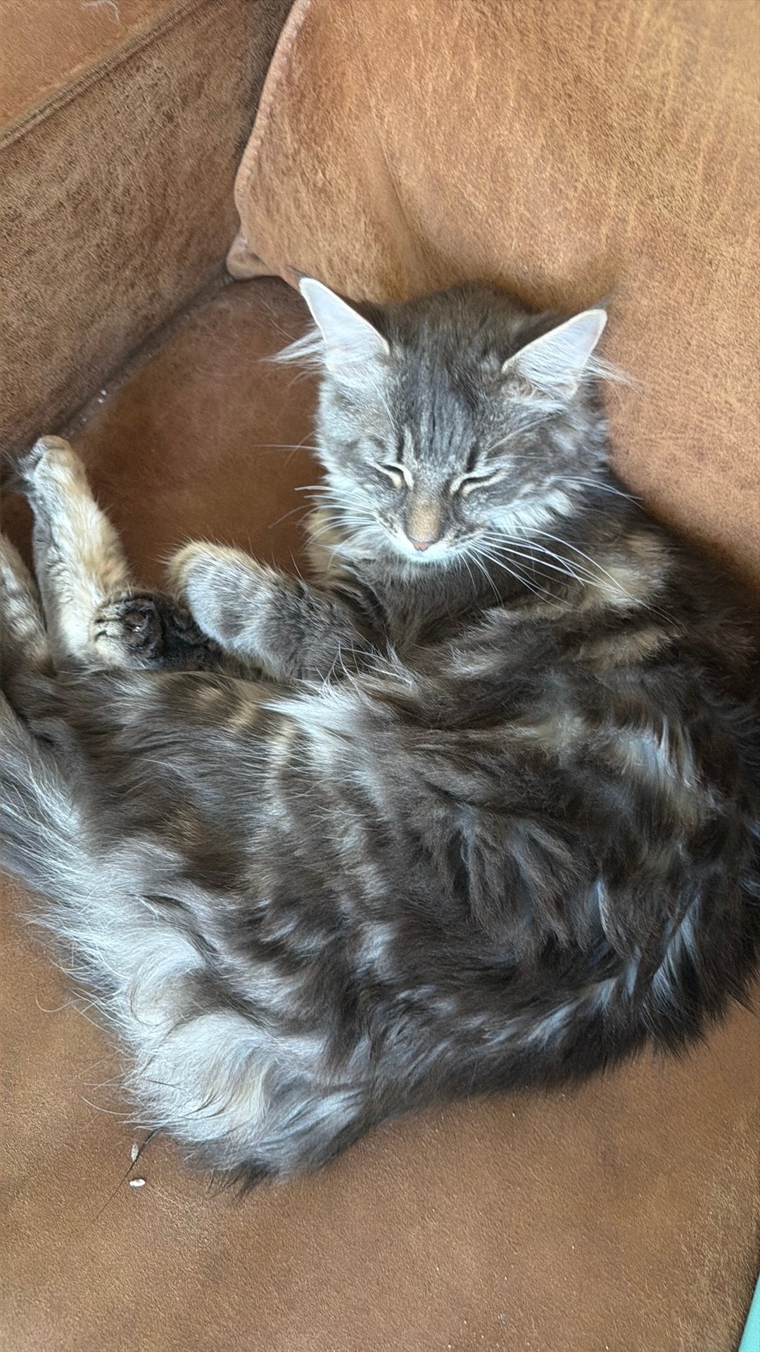 Maine coon 6-12-2025, Dieren en Toebehoren, Poes, Gechipt, 0 tot 2 jaar