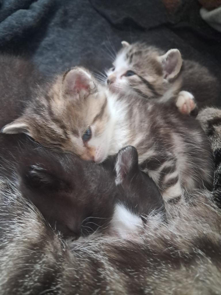 Kittens, Meerdere dieren, Ontwormd, 0 tot 2 jaar