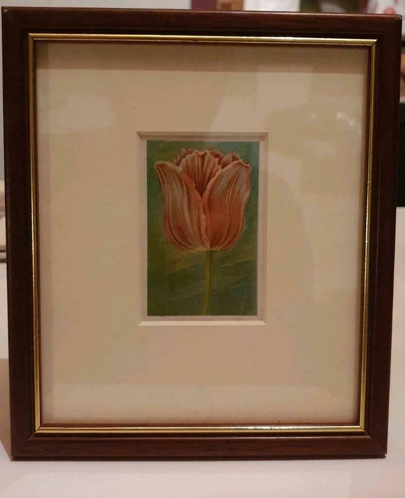 9 oude bloembollen steendrukken (litho's) in lijst anno 1918, Antiek en Kunst, Ophalen of Verzenden