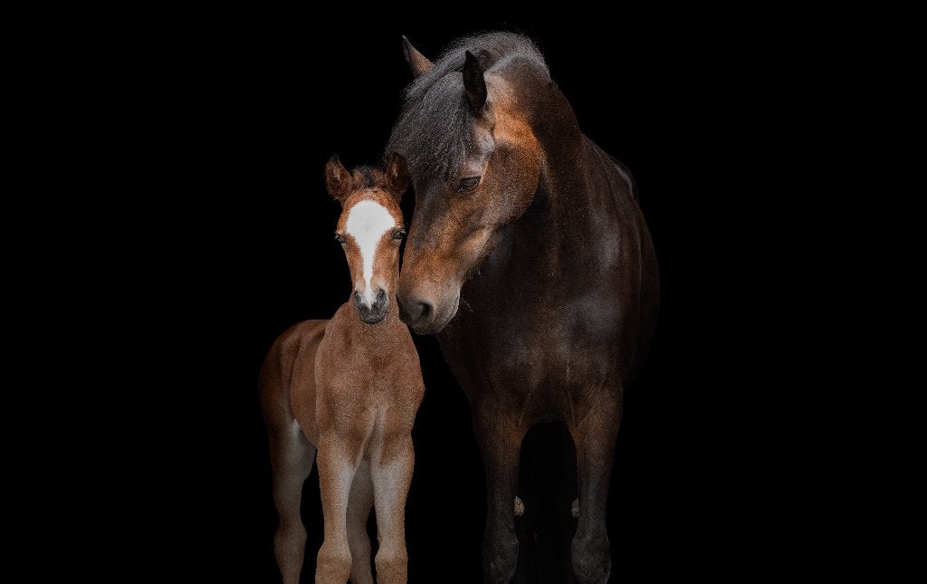 New Forest Merrie 9 jaar, Dieren en Toebehoren, Merrie, Springpony, 7 tot 10 jaar, D pony (1.37m tot 1.48m)