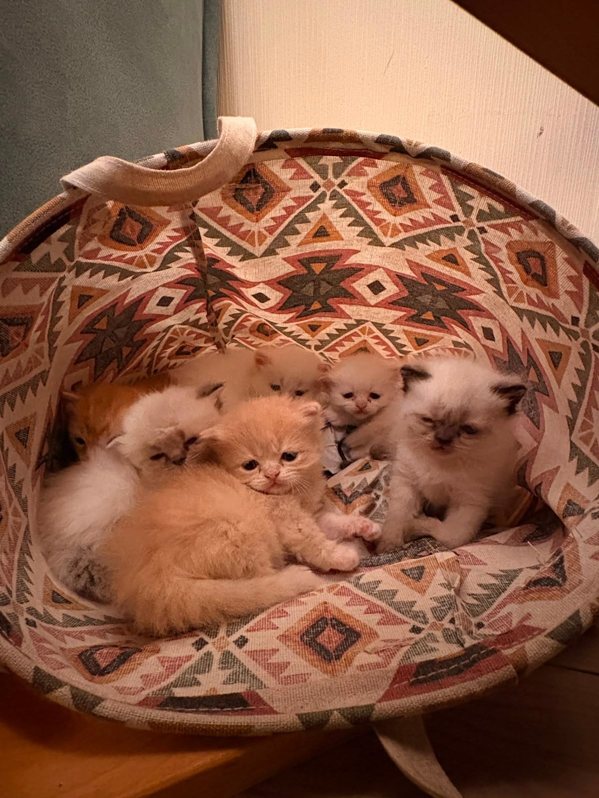 katten en kitten