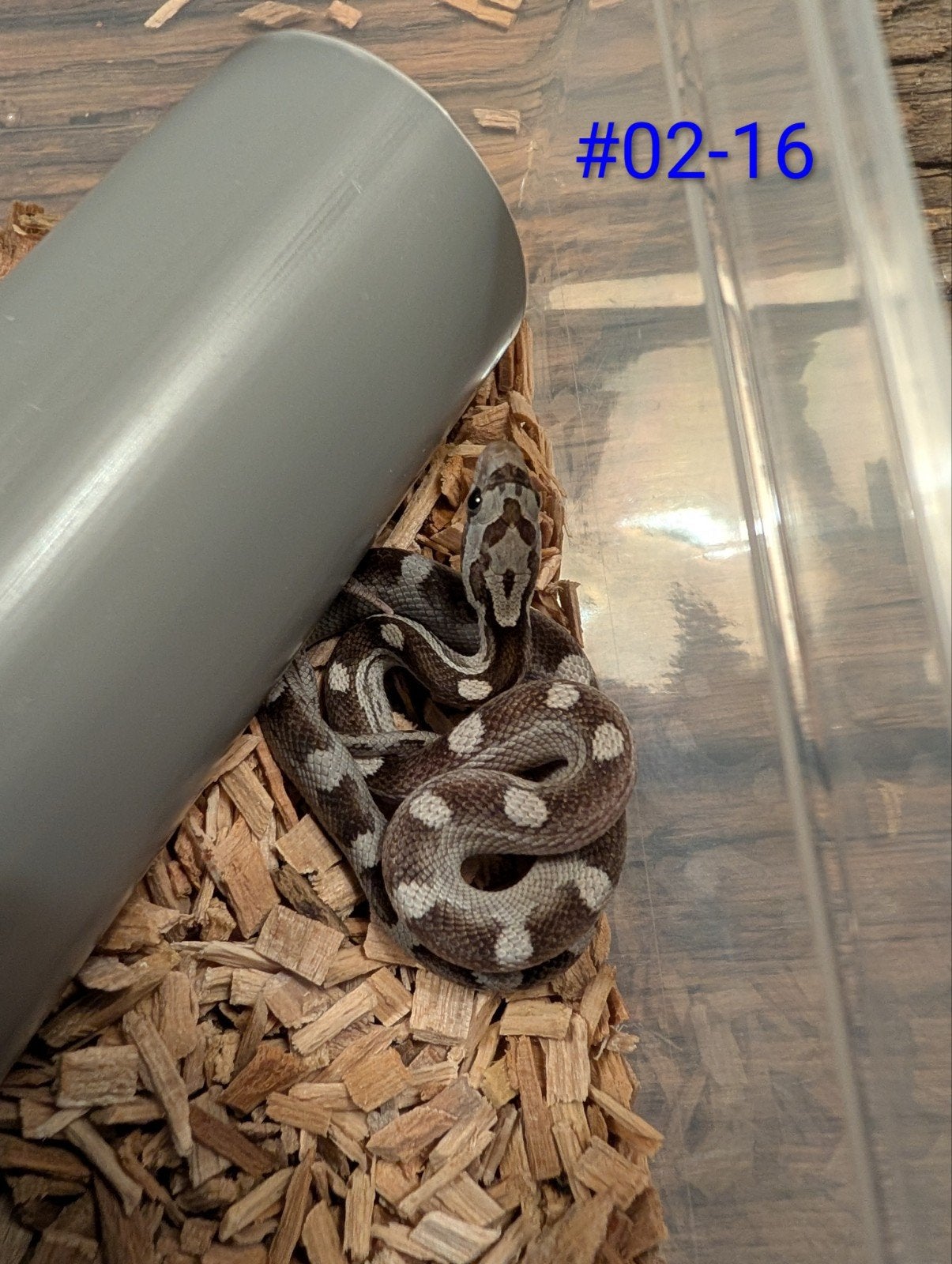 Schitterende diffused korenslangen/rattenslangen Corn Snake photo 14