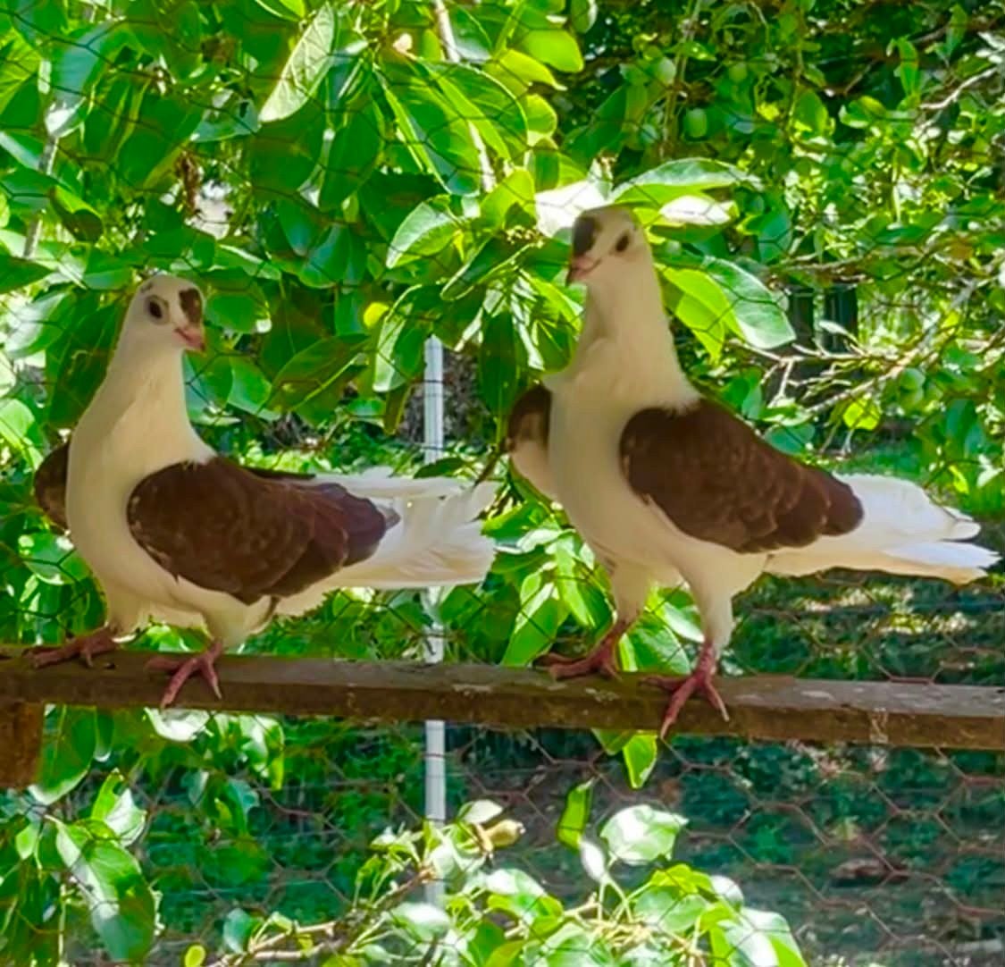 Gjylija Hoogvlieger, Dieren en Toebehoren, Vogels | Duiven, Meerdere dieren