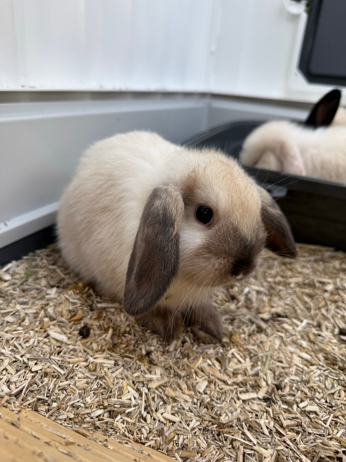 Minilops babykonijntjes, Mannelijk, Dwerg, Hangoor, 0 tot 2 jaar