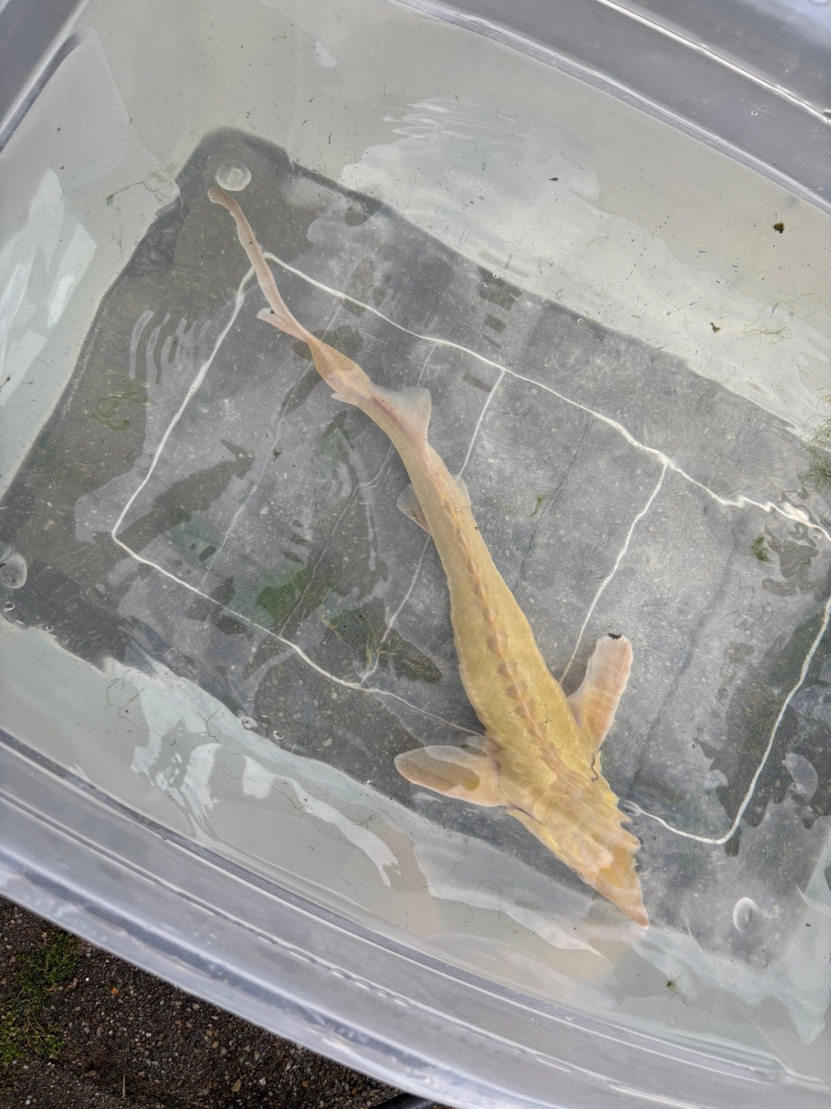 Albino steur te koop en diverse andere vissen, Dieren en Toebehoren, Vissen | Vijvervissen, Goudvis(sen)
