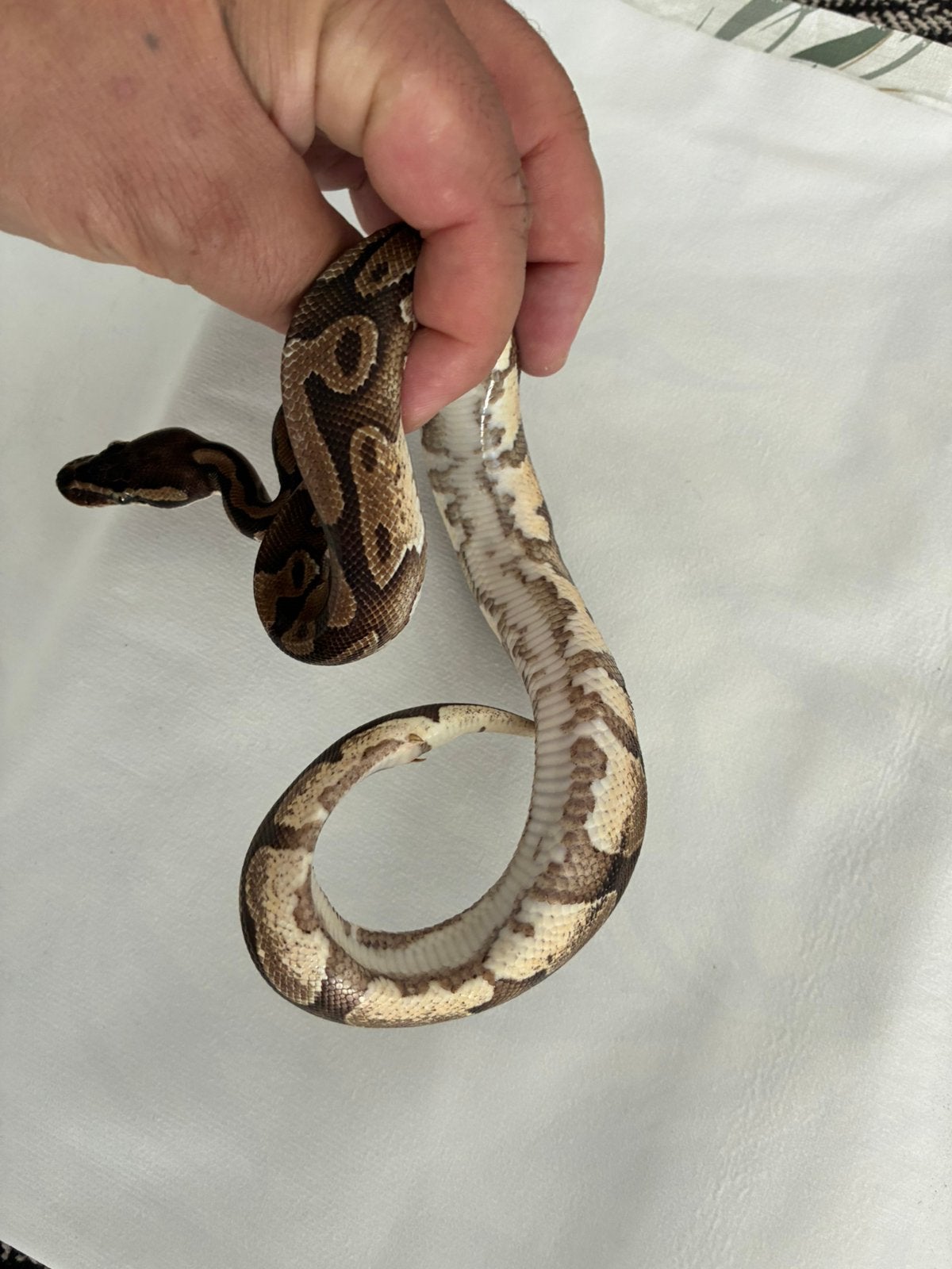 Koningspython 1.0 enchi Ball Python photo 4