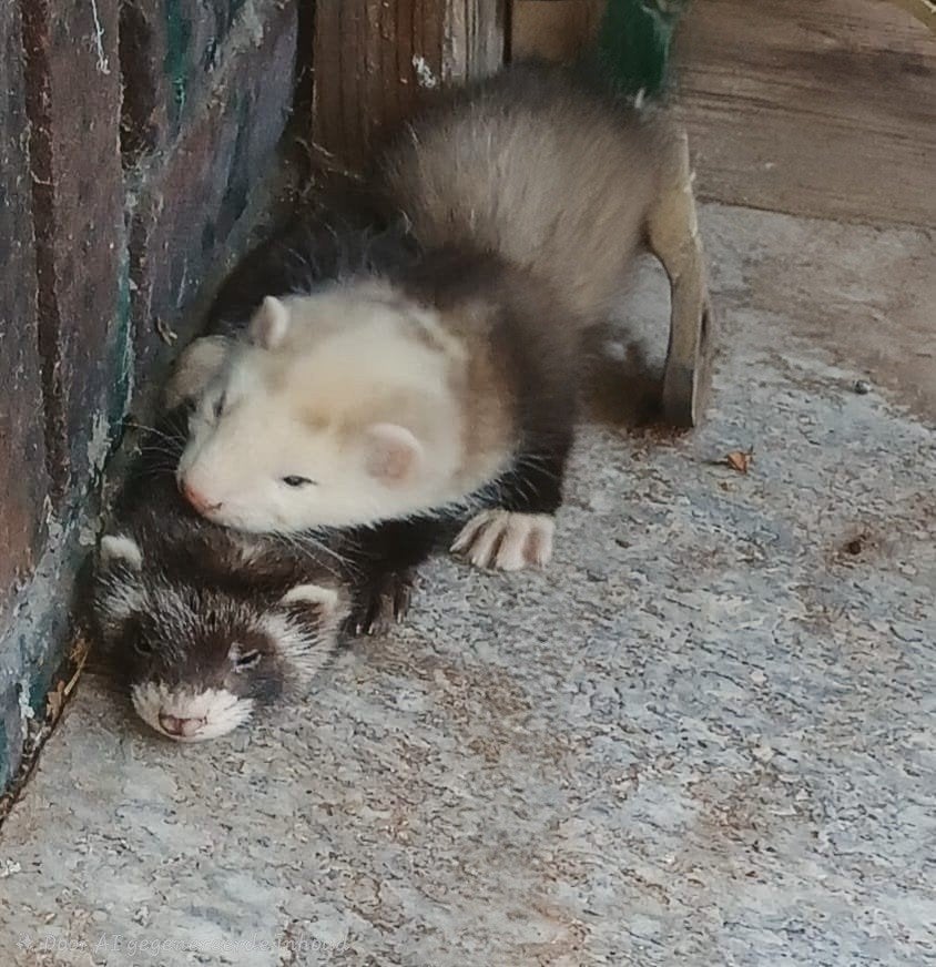 fretten pups rammen, Mei, Mannelijk, Fret