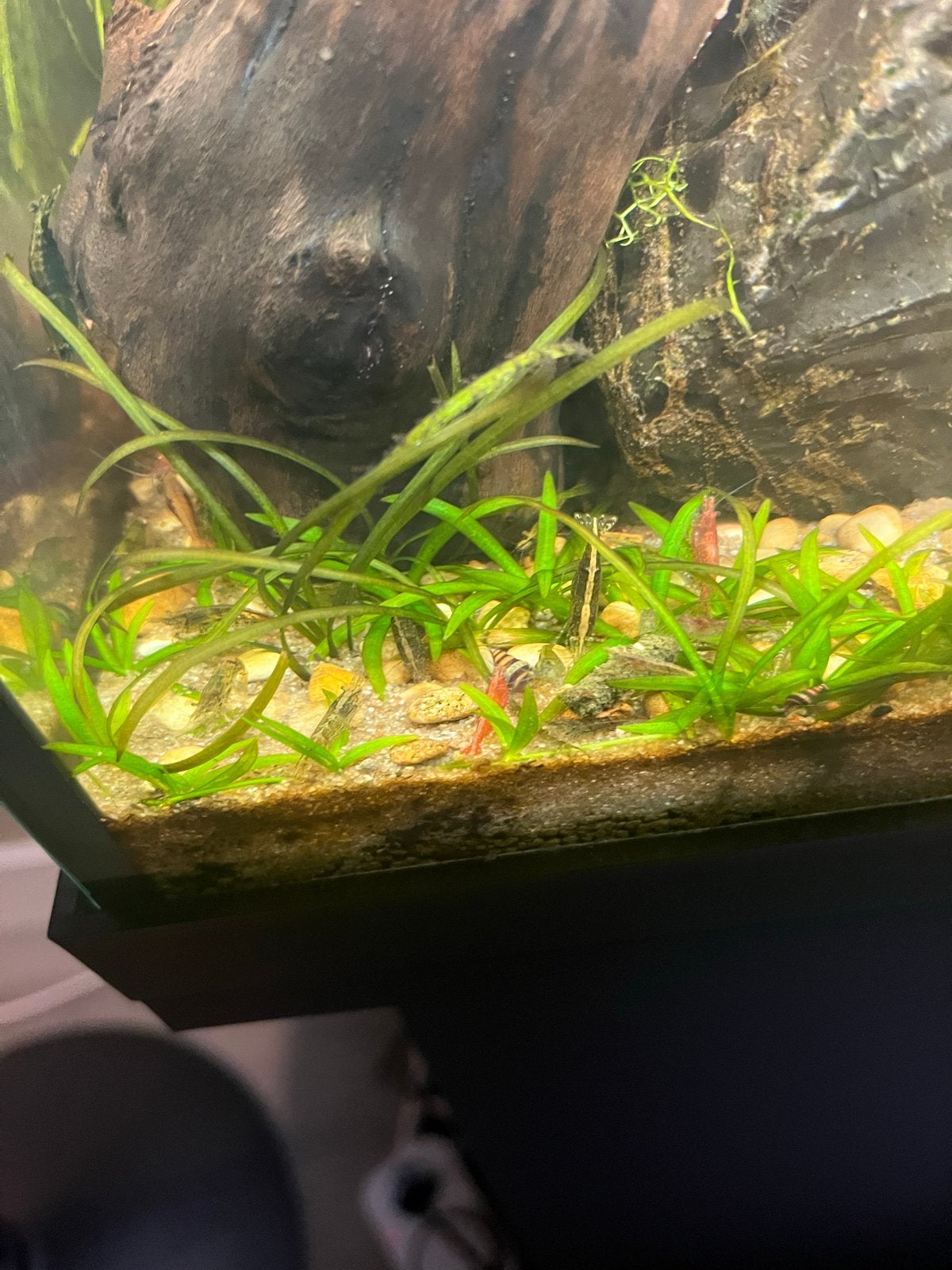 Aquarium Garnalen, Dieren en Toebehoren, Kreeft, Krab of Garnaal