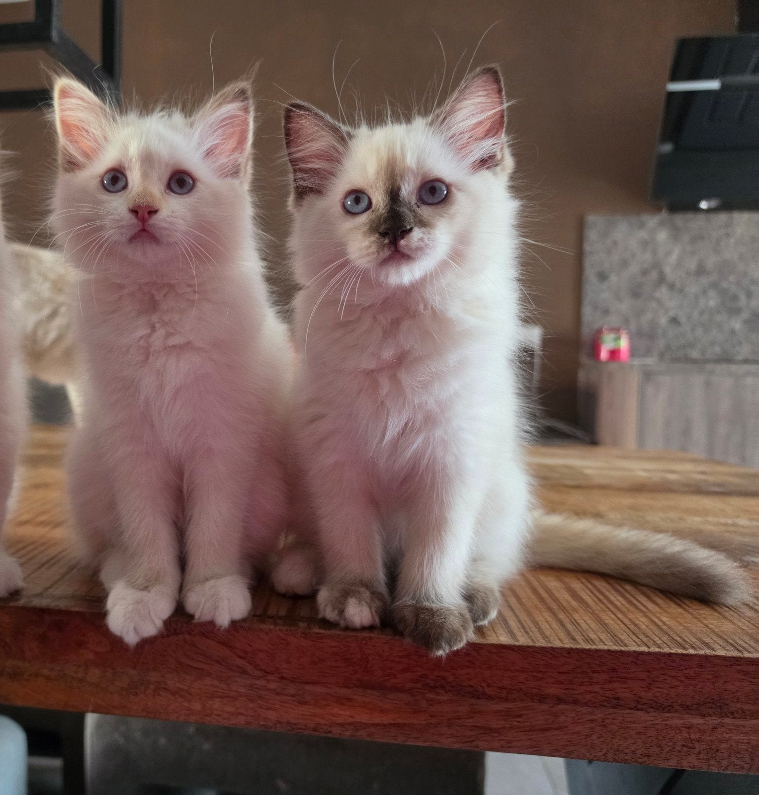 Ragdoll poesje met stamboom, ouders volledig getest, Poes, Met stamboom, 0 tot 2 jaar