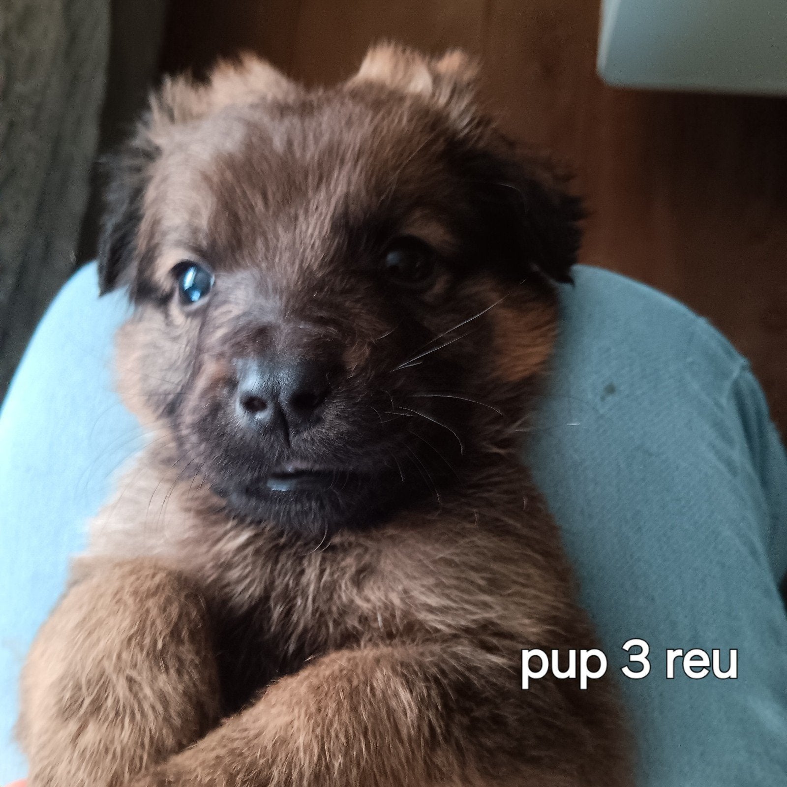 puppies leonberger/ oud duitse herder, Overige rassen, 8 tot 15 weken, Meerdere, Meerdere dieren