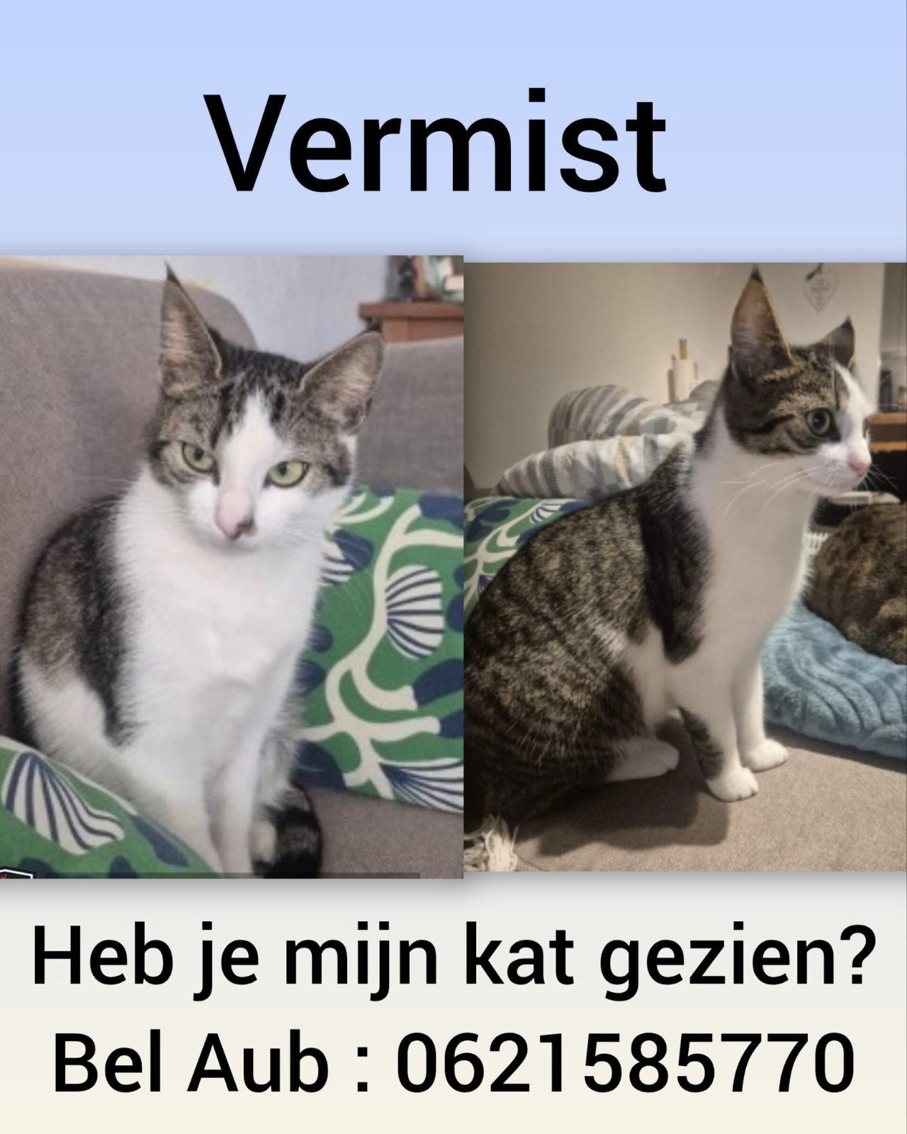 VERMIST, Kat