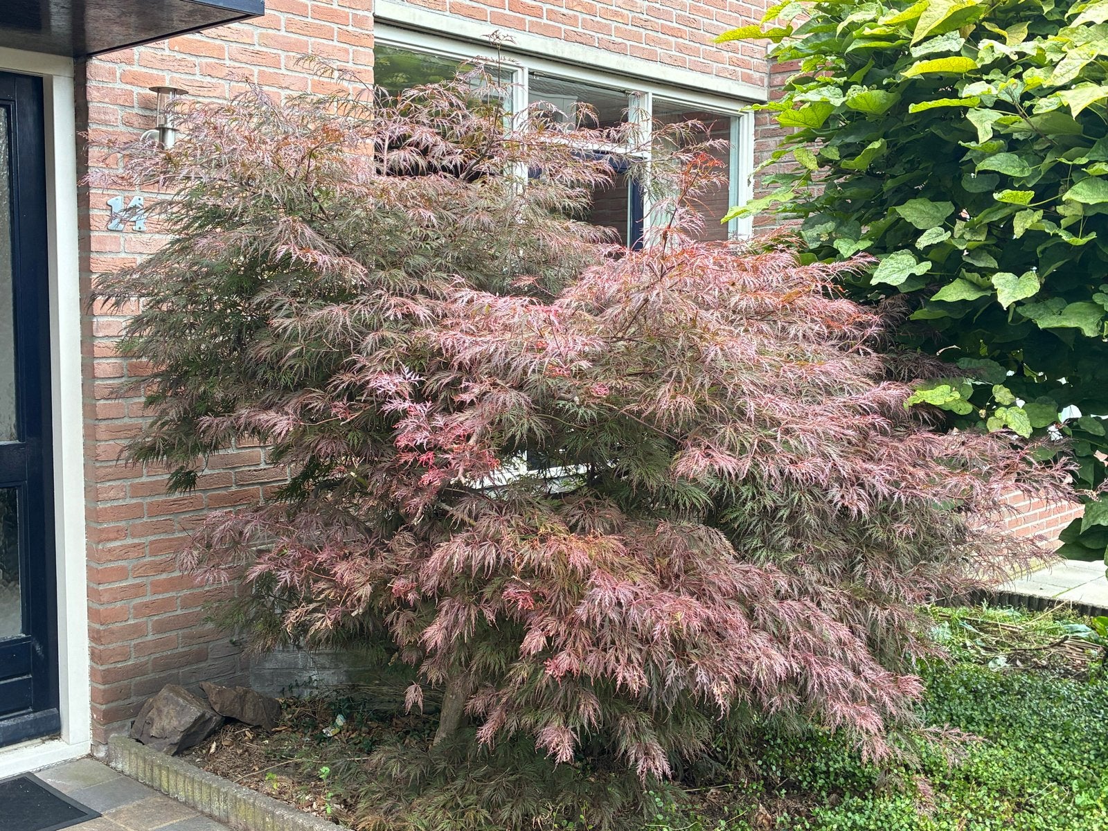 Japanse Esdoorn (Acer palmatum) - Prachtige tuinplant, Volle zon, Vaste plant, Bloeit niet, Ophalen