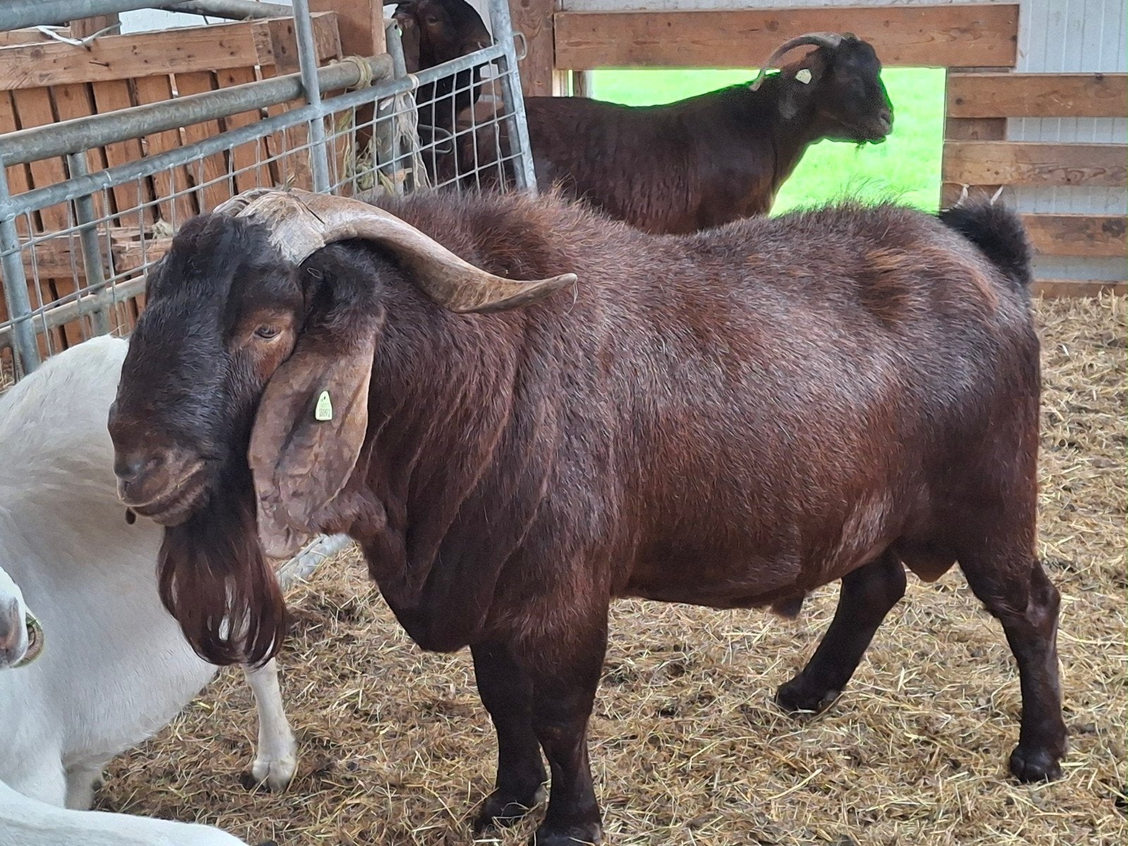 Red Kalahari bok, Mannelijk, Geit, 3 tot 5 jaar