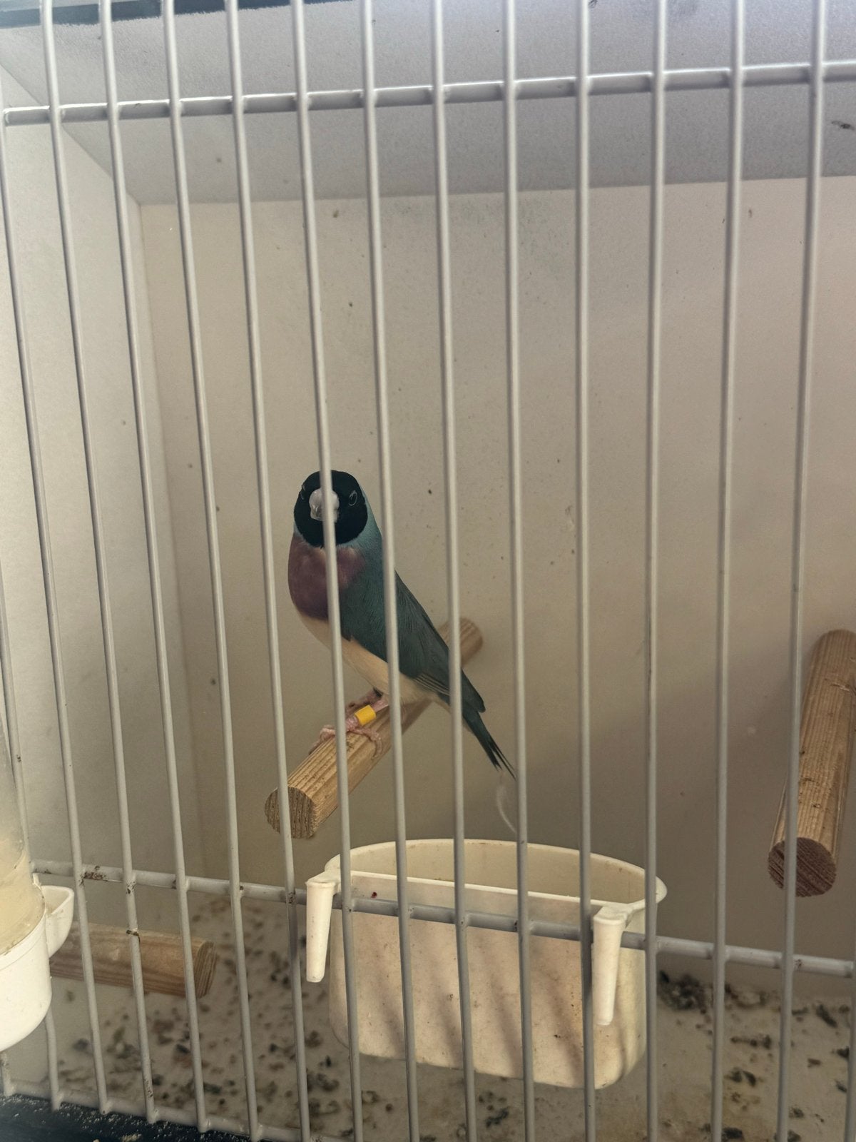 Blauw gouldamadine pop 2026, Dieren en Toebehoren