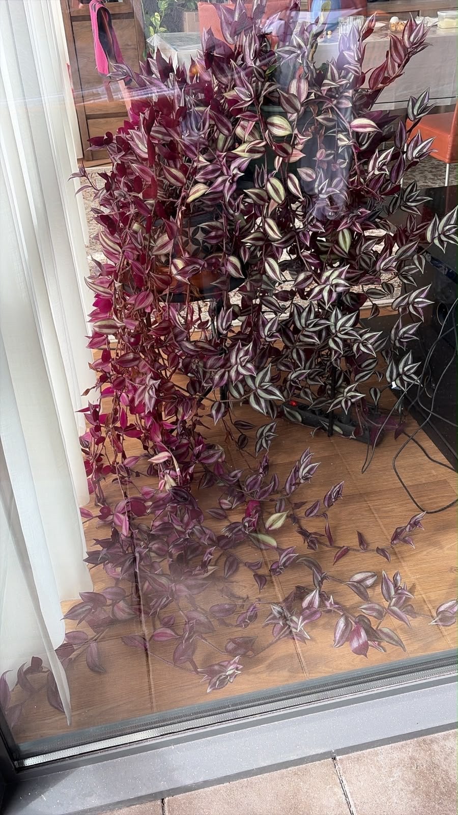 Prachtige Tradescantia Zebrina - Levendige paarse kamerplant, Huis en Inrichting, Ophalen, Overige soorten, Halfschaduw, In pot