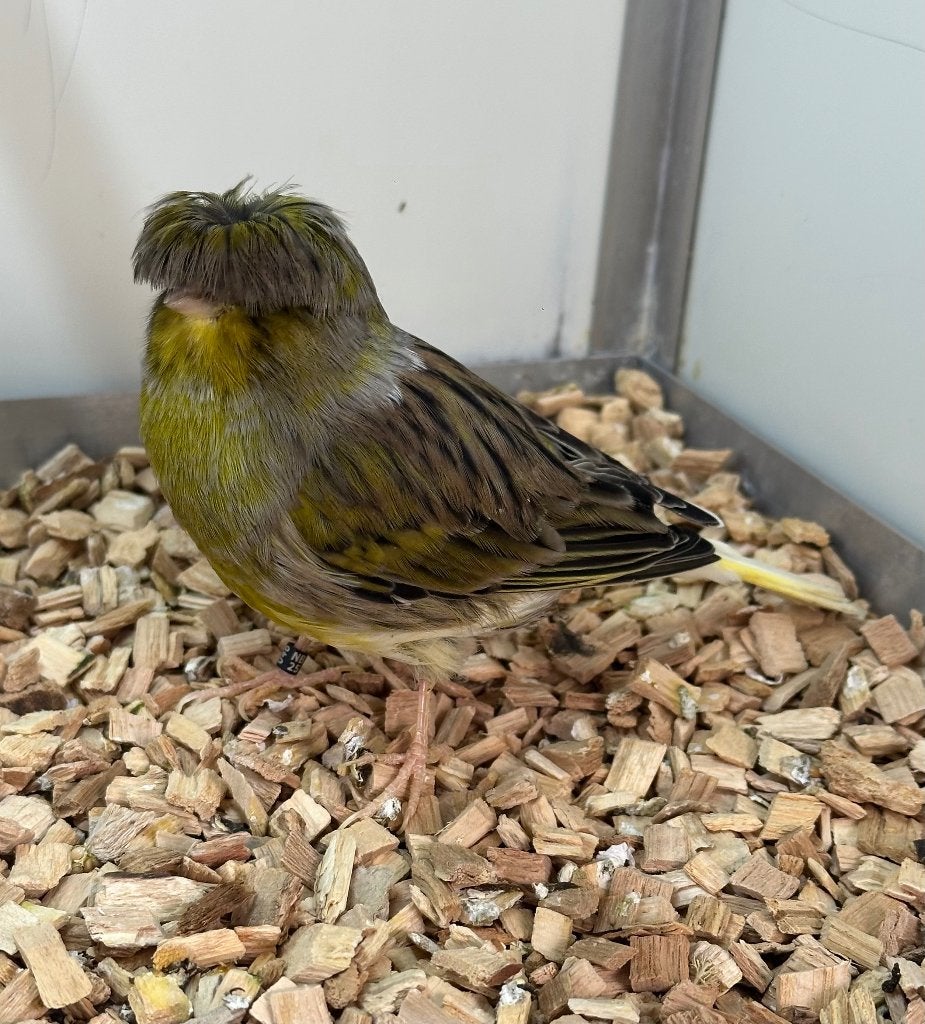 Gloster kanaries, Dieren en Toebehoren, Vogels | Kanaries, Meerdere dieren, Kleurkanarie