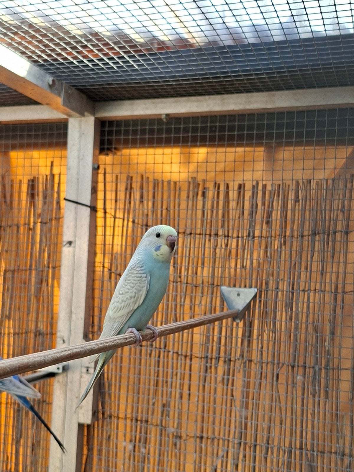 Jonge grasparkiet te koop., Geslacht onbekend, Parkiet, Tam