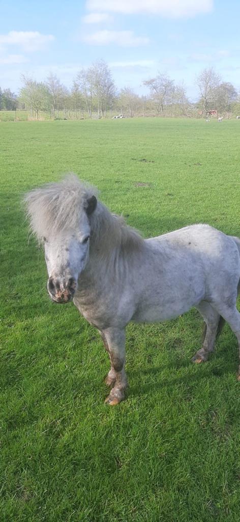 Few spot hengst van 12 mei bram gemaand, Dieren en Toebehoren, Pony's, Hengst, A pony (tot 1.17m), 0 tot 2 jaar