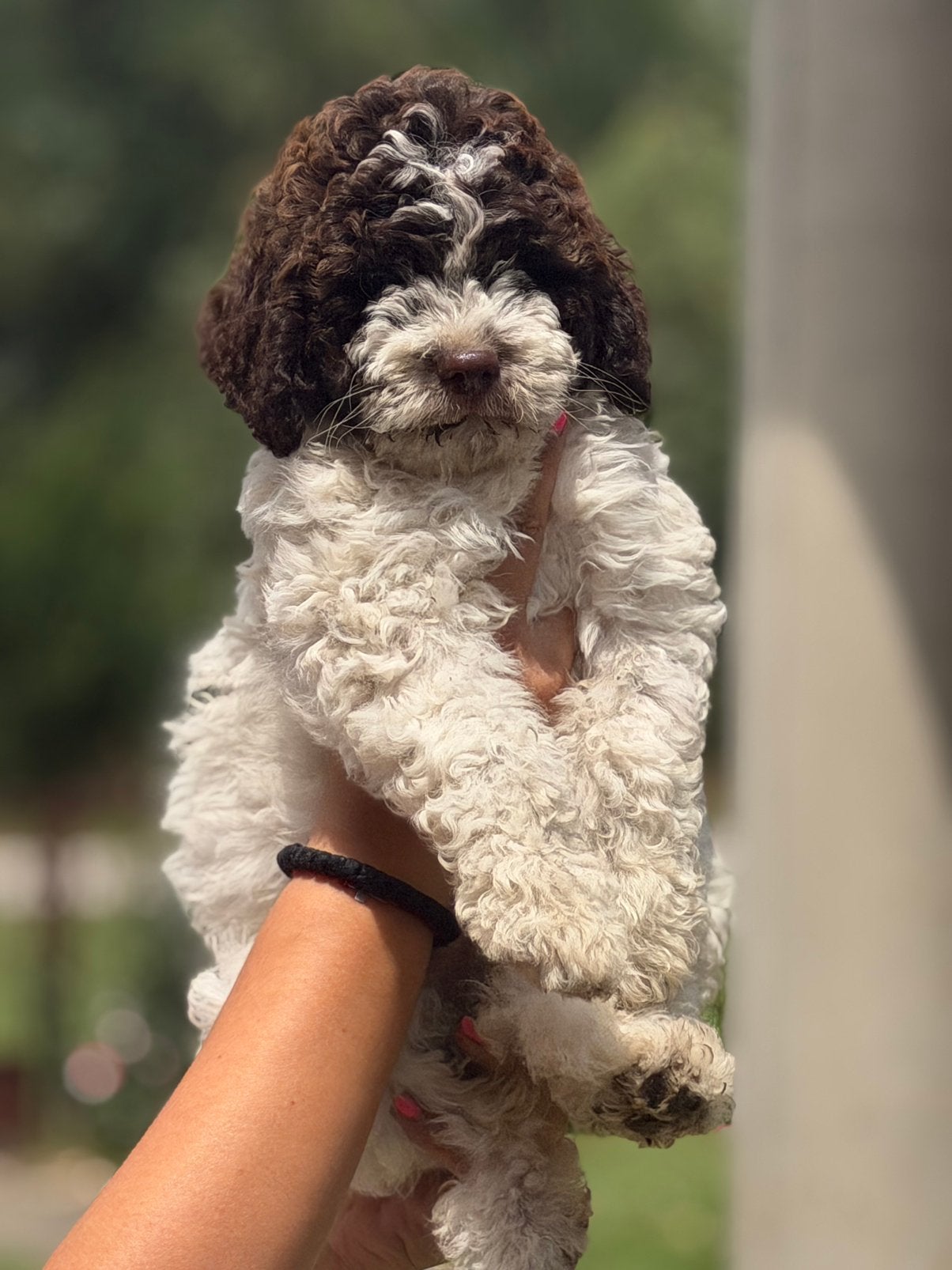 Lagotto romagnolo / italiaanse waterhond pup, Dieren en Toebehoren, Honden | Chihuahua's en Gezelschapshonden, Overige rassen