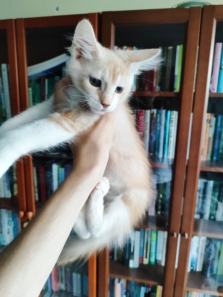 Polydactyl Maine Coon kittens zoeken personeel, Dieren en Toebehoren, Meerdere dieren, Gechipt, 0 tot 2 jaar