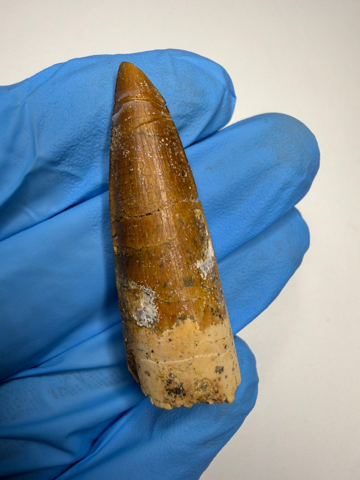 Spinosaurus tand, Ophalen of Verzenden, Fossiel