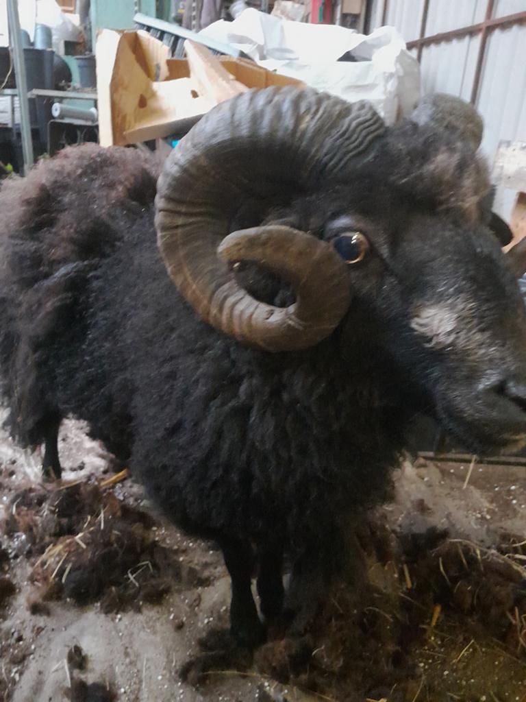 Ouessant ram gratis, Mannelijk, Schaap
