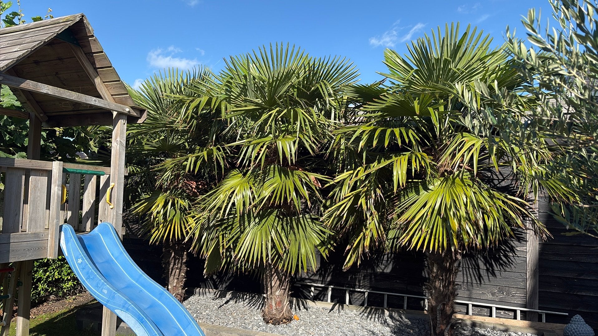 3 palmbomen, 250 tot 400 cm, Zomer, Palmboom, Ophalen