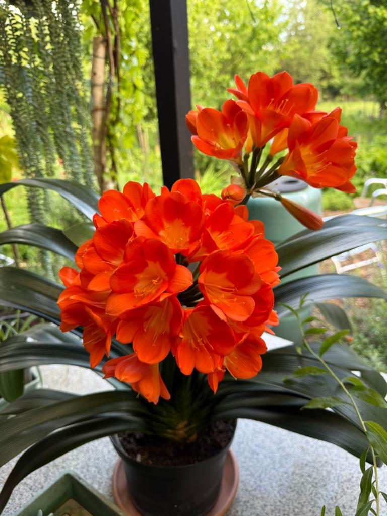 Clivia planten te koop, Overige soorten, Vaste plant, Ophalen of Verzenden, Halfschaduw